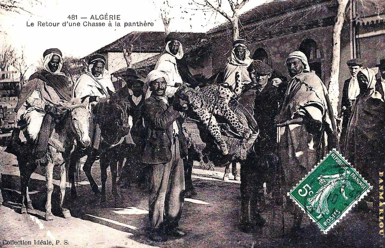 Algerie - Retour de la Chasse a la Panthere - 1910.jpg